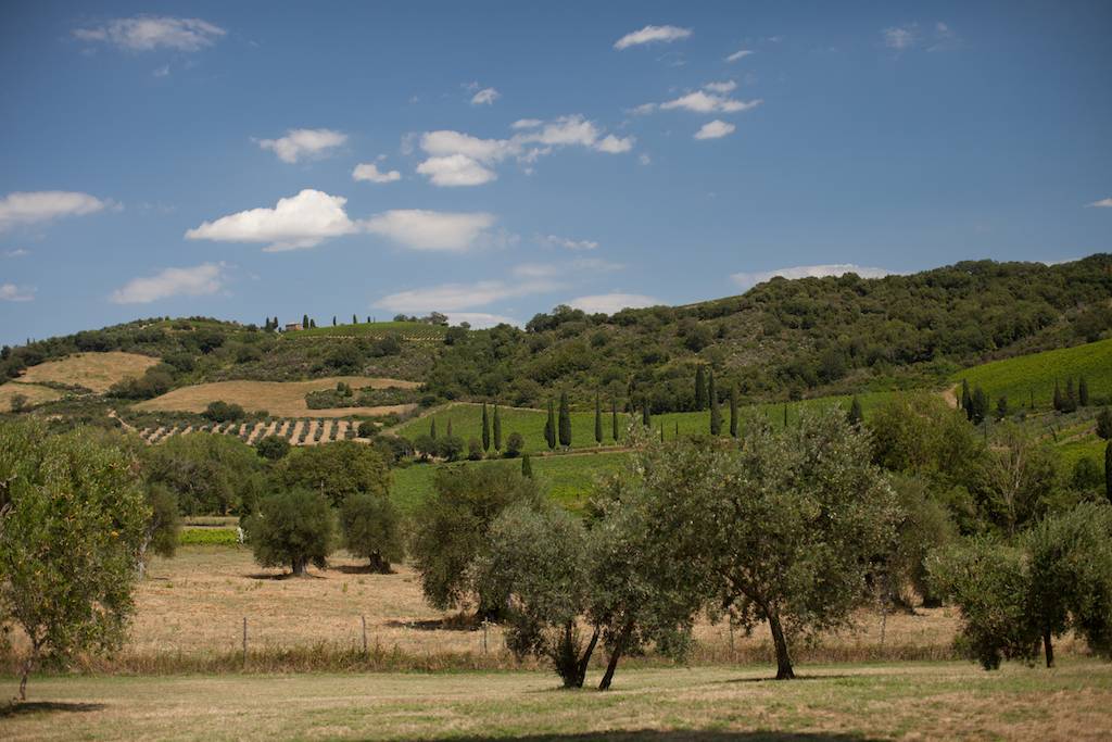 rinvaso-delle-piante-panorama-olivi-toscana-abbazia-sant-antimo